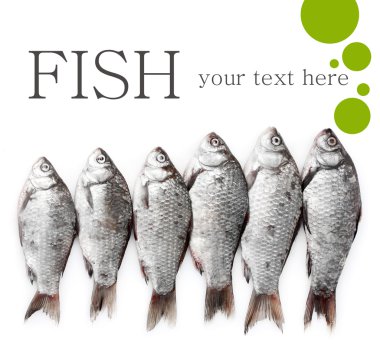 taze balıklar beyaz izole