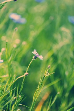 güzel Peygamber, açık havada