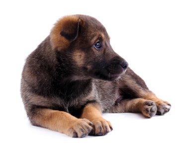 komik köpek yavrusu üzerinde beyaz izole