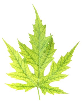 izole beyaz zemin üzerine yeşil yaprak