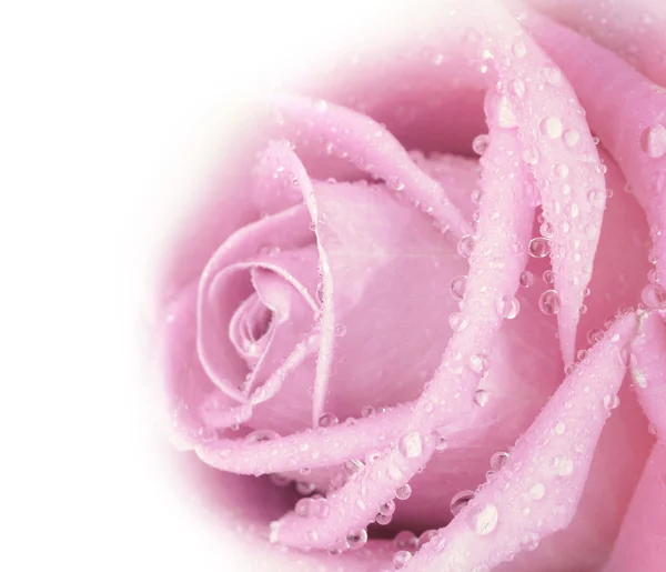 Beautiful pink rose — Stock Photo, Image