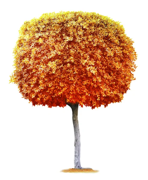가 큰 오래 된 나무 — 스톡 사진