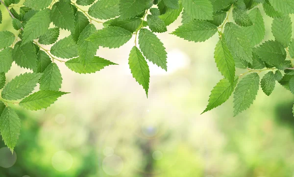 Hermosa naturaleza fondo —  Fotos de Stock