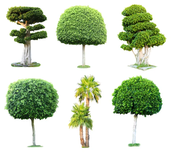 Collage of green trees isolated on white — Stock Photo, Image