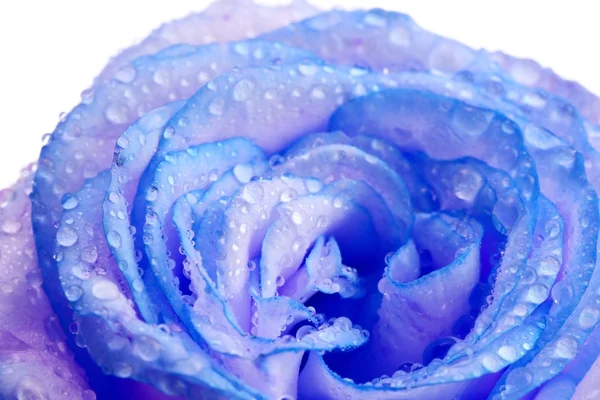 Beautiful blue flower, close-up — Stock Photo, Image