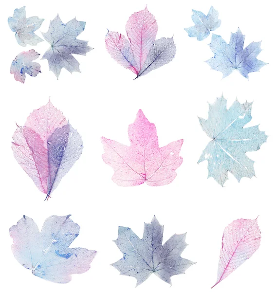 Przezroczyste liści na białym tle — Zdjęcie stockowe