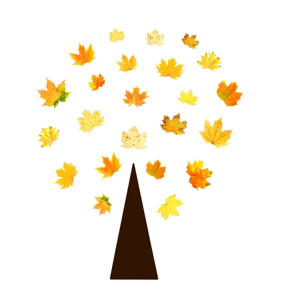 Herfst boom geïsoleerd op wit — Stockfoto