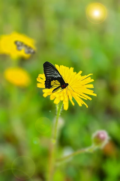 Beautiful dandelion with butterfly, outdoors — Stock Photo, Image