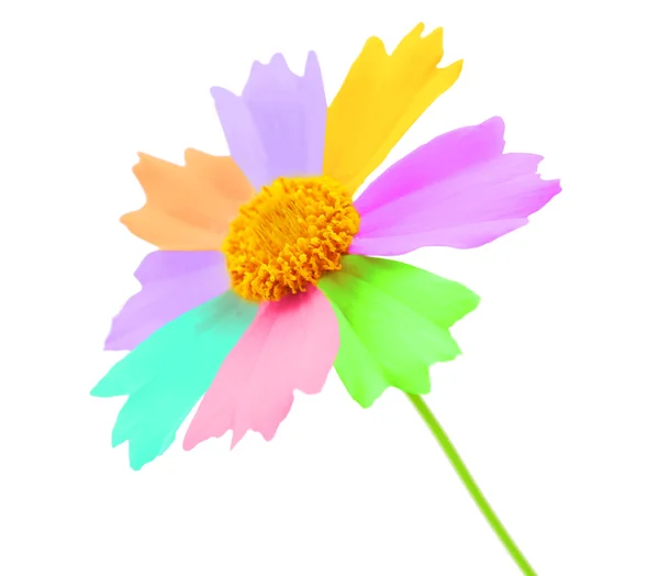 Güzel renkli çiçek üzerinde beyaz izole — Stok fotoğraf