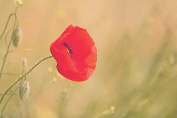 Vallmo blomma, utomhus — Stockfoto