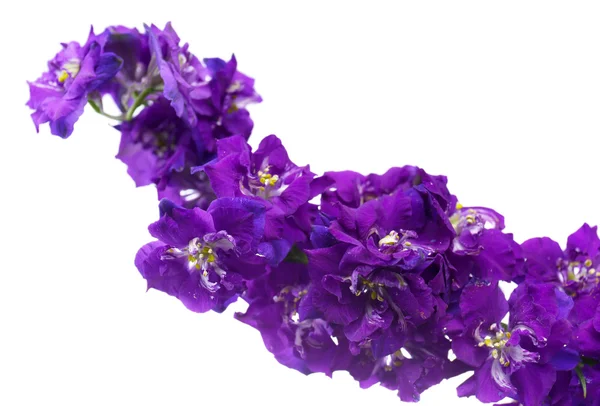 Açık renkli üzerinde güzel kır çiçekleri — Stok fotoğraf