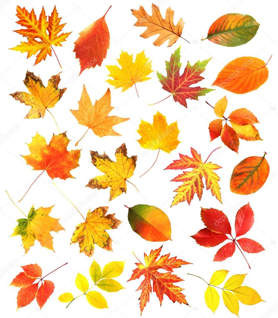 Autumn leaves collage isolated on white