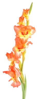 açık renkli arka plan üzerinde güzel Glayöl çiçek