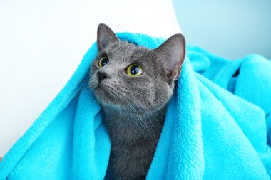 kedi üzerinde battaniye