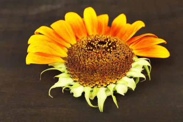 Beautiful sunflower on wooden background — Stock Photo, Image