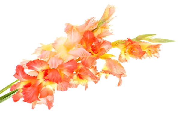Mooie gladiolen bloemen, geïsoleerd op wit — Stockfoto