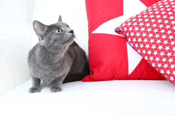 Grey cat on sofa — Stock Photo, Image