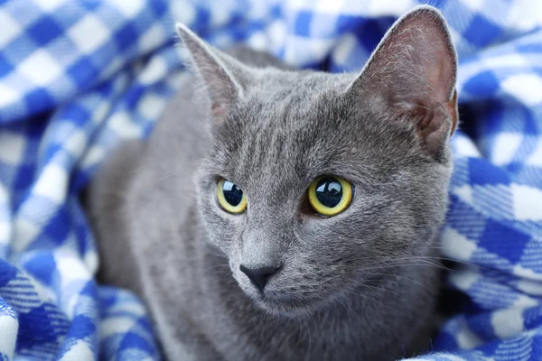 Katze auf Decke — Stockfoto