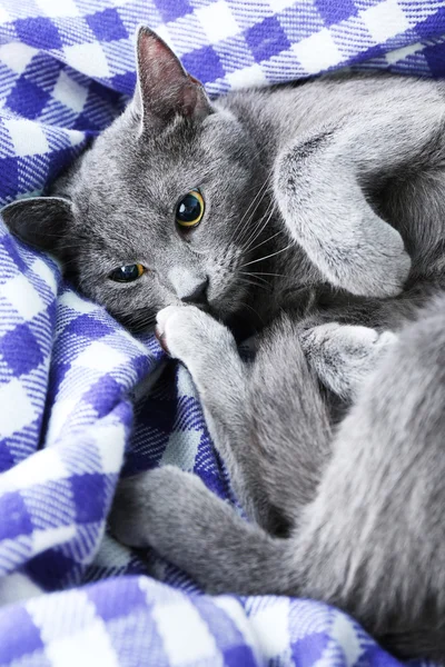 Kedi üzerinde battaniye — Stok fotoğraf