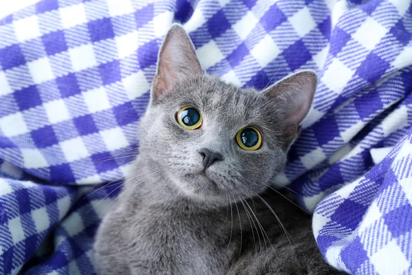 Cat on  blanket — Stock Photo, Image