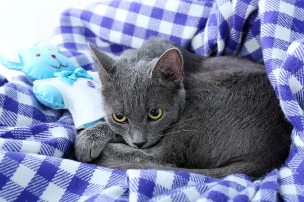 Cat on  blanket — Stock Photo, Image