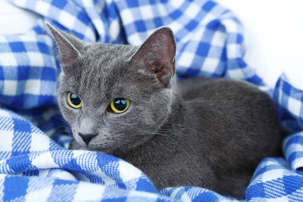 Gato en manta — Foto de Stock