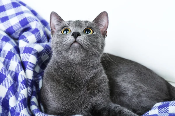 Kat op deken — Stockfoto
