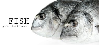 dorado balığı üzerinde beyaz izole