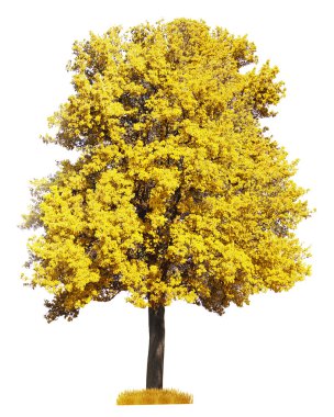 Sonbahar büyük yaşlı ağaç beyaz izole