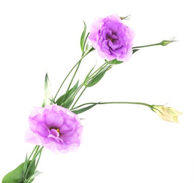 beyaz izole mor yapay eustoma