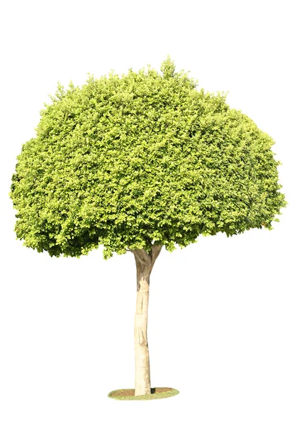 Albero verde isolato su bianco — Foto Stock