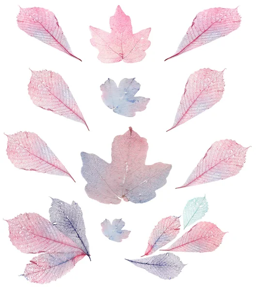 Transparent leaves isolated on white — Stock Photo, Image