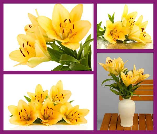 Collage of beautiful yellow lilies — Stock Photo, Image