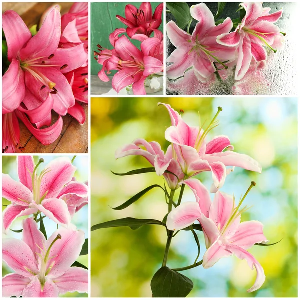 Collage of beautiful pink lilies — Stock Photo, Image