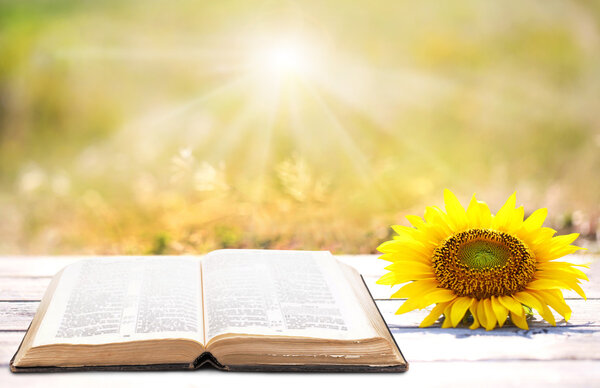 Открытая книга на открытом воздухе
