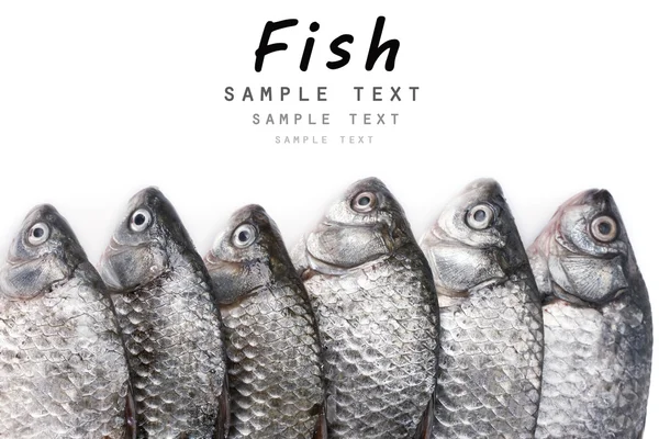 Fresh fishes isolated on white — Stock Photo, Image