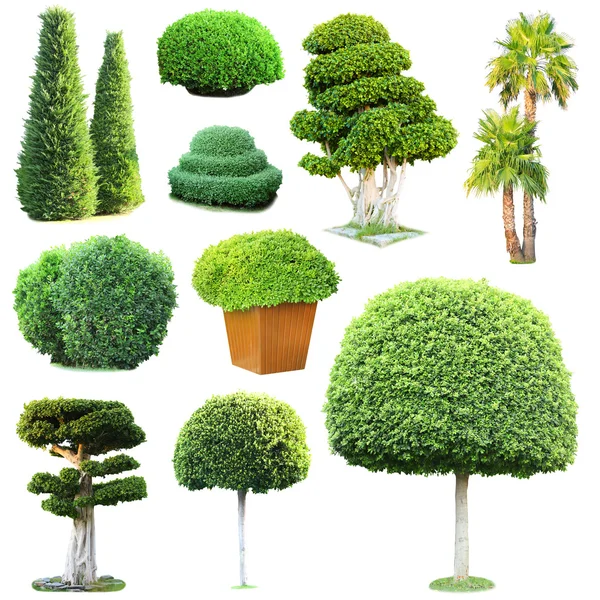Collage di alberi verdi e cespugli isolati su bianco — Foto Stock