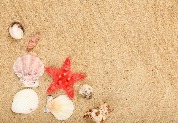 Seashells na areia, close-up — Fotografia de Stock