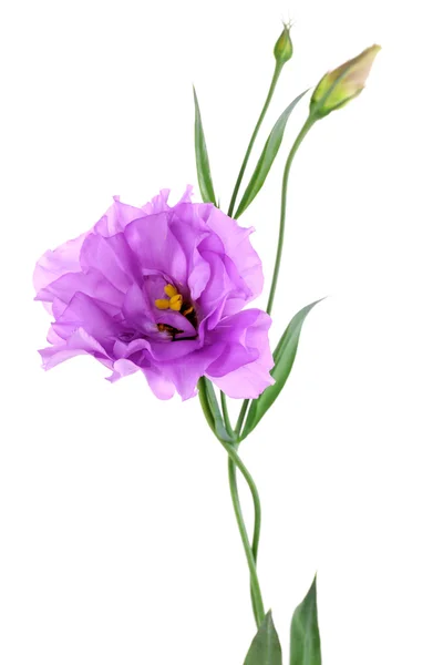 Purple artificial eustoma, isolated on white — Stock Photo, Image