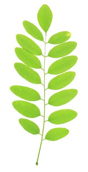 Grünes Blatt isoliert auf weiß — Stockfoto
