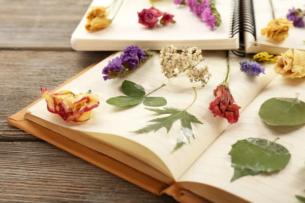 Secar las plantas en el cuaderno en la mesa de cerca — Foto de Stock