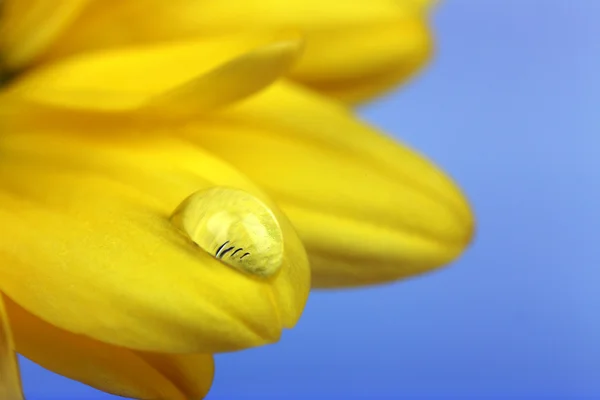 Gocce d'acqua sui petali di crisantemo, primo piano — Foto Stock