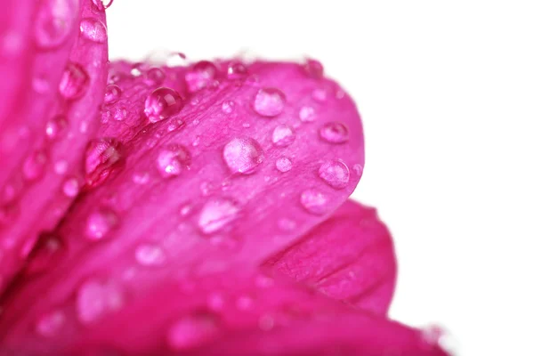 水滴在菊花的花瓣，特写 — 图库照片