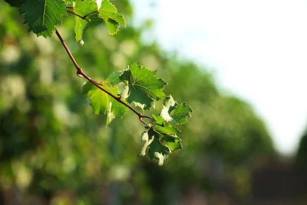 Виноградная плантация летом — стоковое фото