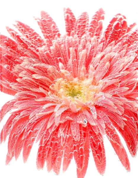 Hermosa flor en agua con gas, primer plano —  Fotos de Stock