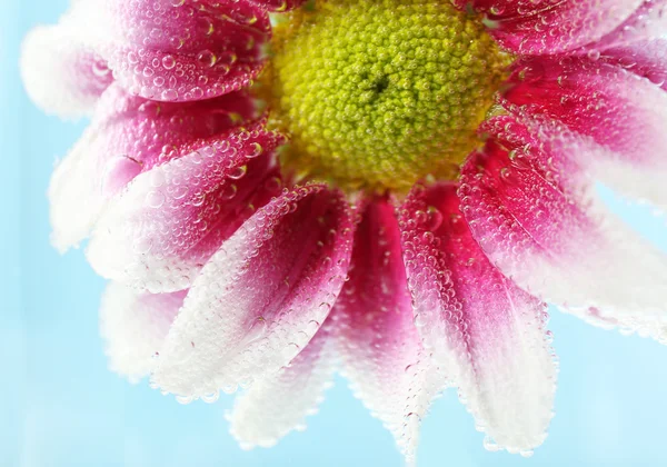 Bellissimo fiore in acqua frizzante su sfondo blu, primo piano — Foto Stock