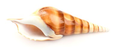 deniz kabuğu beyaz üzerine izole