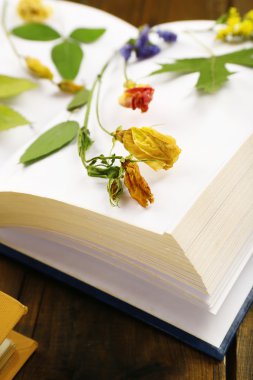 Kuru bitkiler üzerinde tablo üzerinde kitap kadar yakın çekim