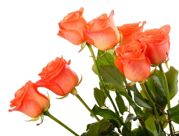 Beautiful roses — Stock Photo, Image