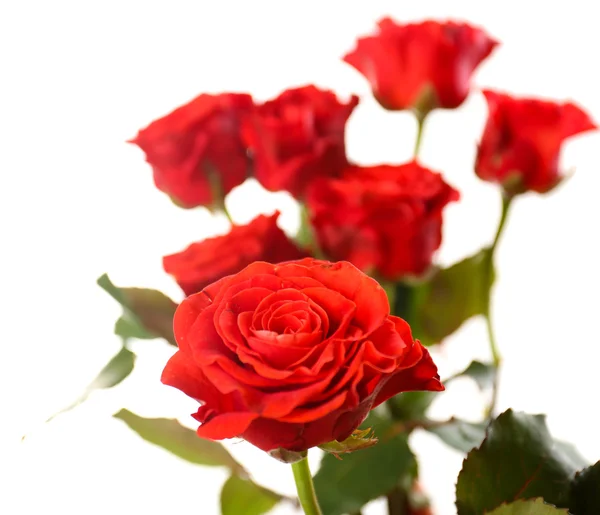 Beautiful roses — Stock Photo, Image